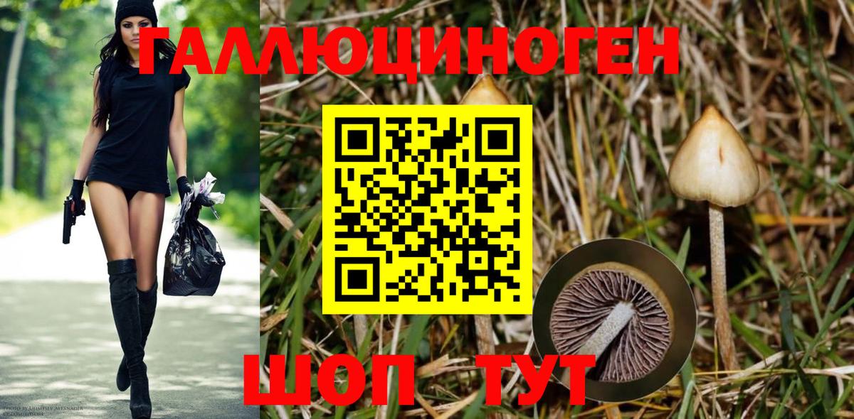 Галлюциногенные грибы Psilocybe Лыткарино